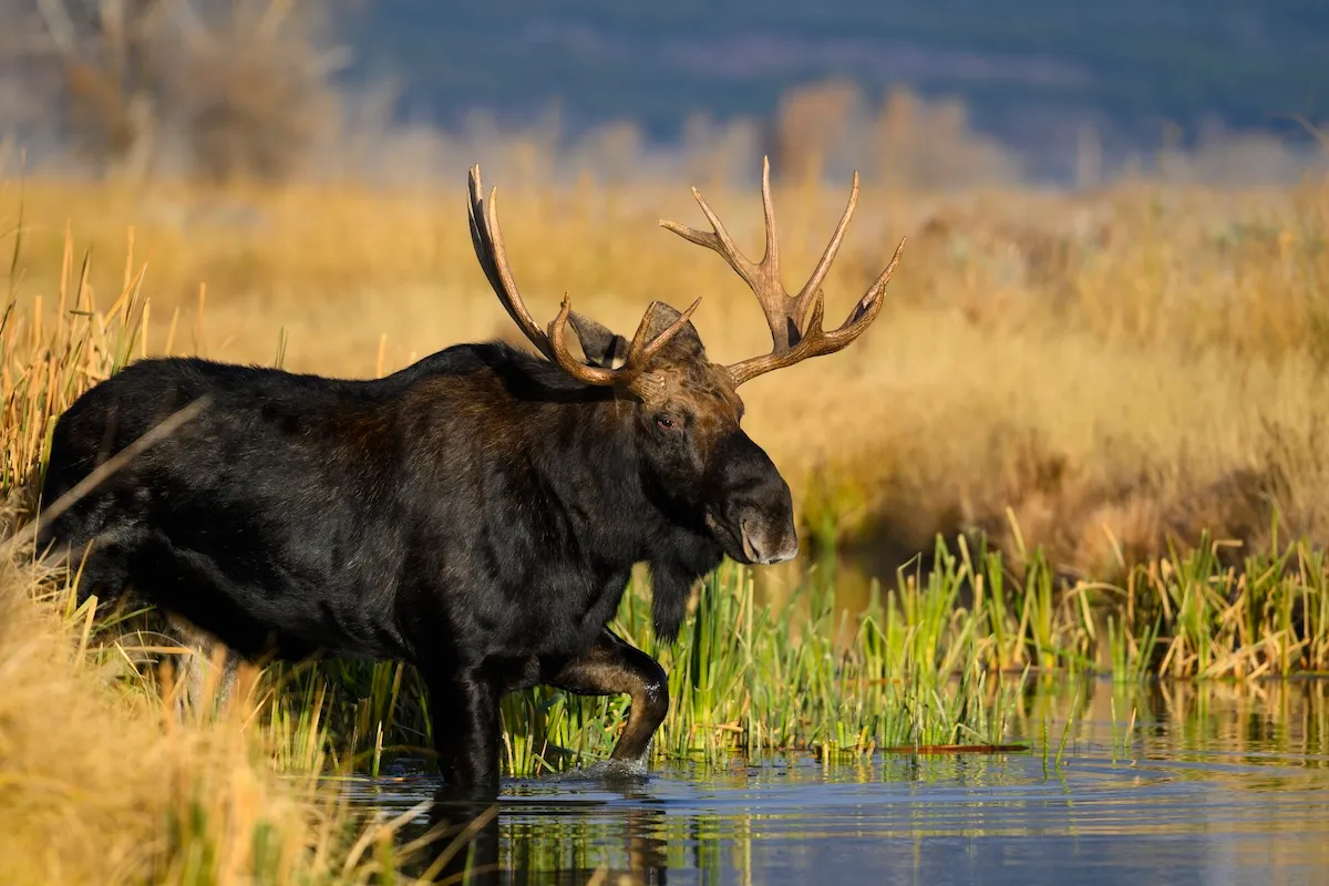 WATCH: Group of Bachelor Moose Crosses River in Front of Family