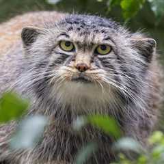 Caught on Trail Cam: Rare Footage of a Wild Pallas’s Cat