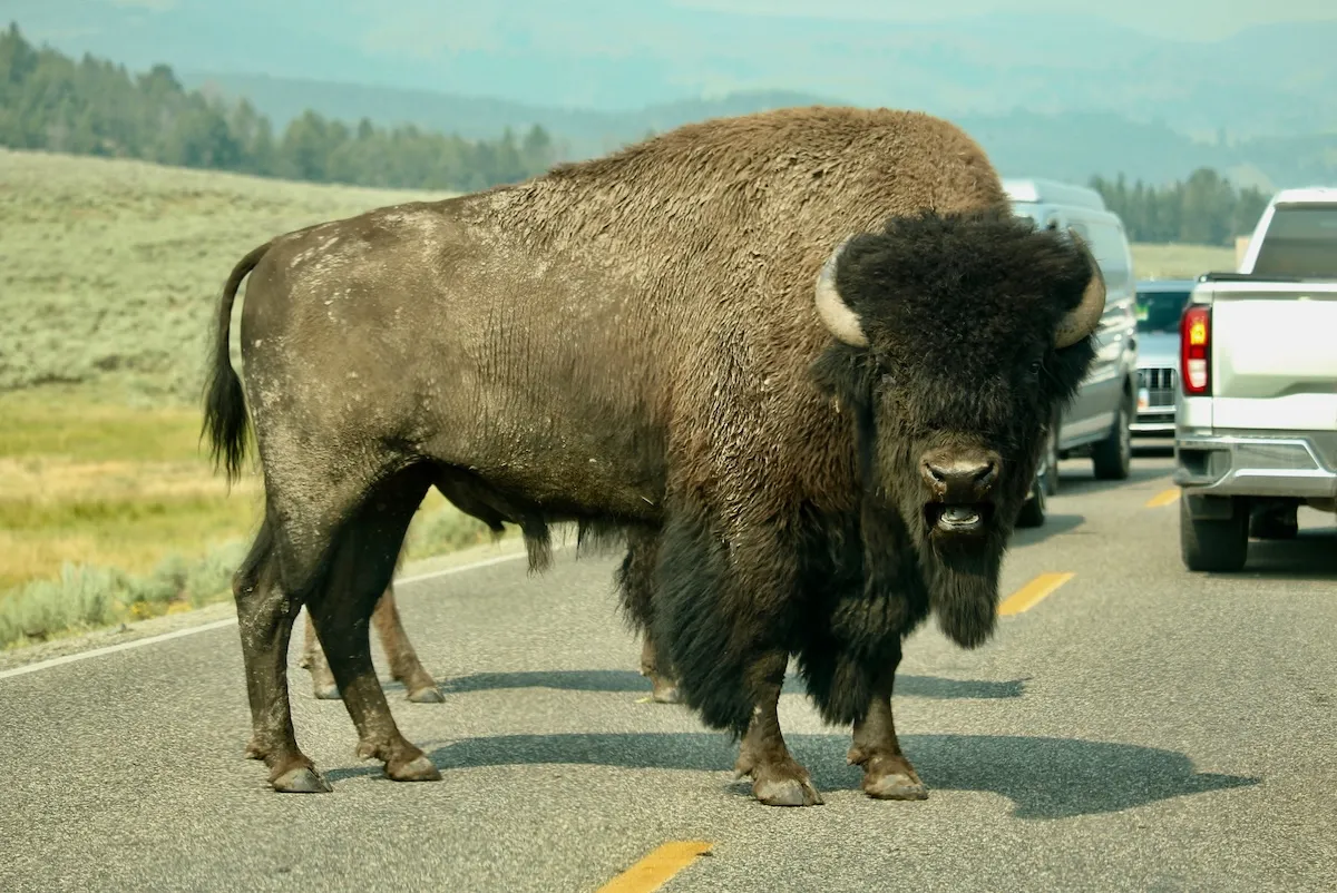 Tourists Stand Three Feet From Bison at Yellowstone (Video)