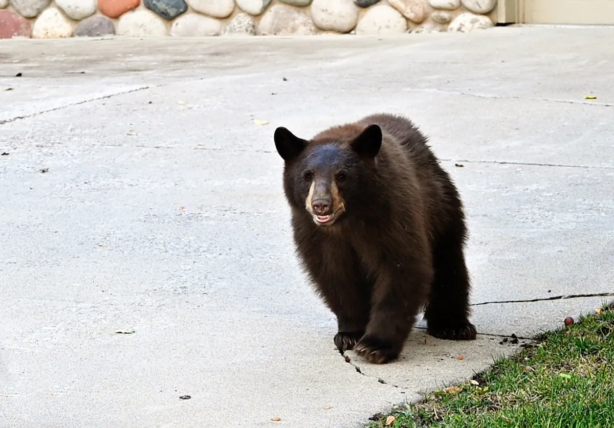Bear Attacks Man at Apartment Complex in Colorado
