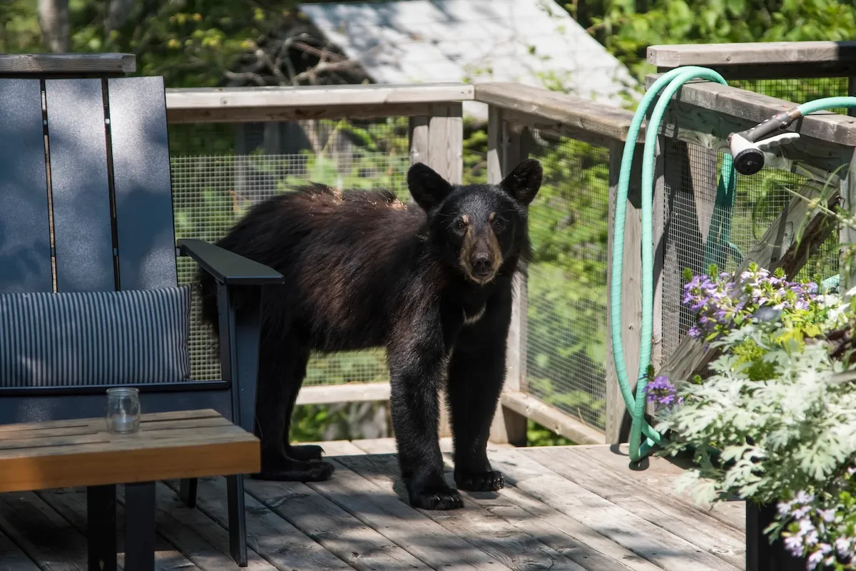 Viral Video: Baby Bear Snatches Trash Can From Cabin Balcony