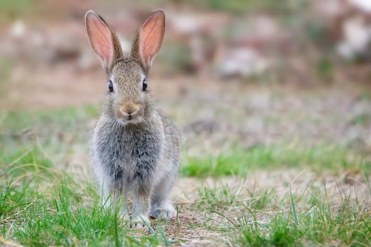 ‘Bro, Why?’: Aghast Bystander Films Bunny vs. Snake Battle