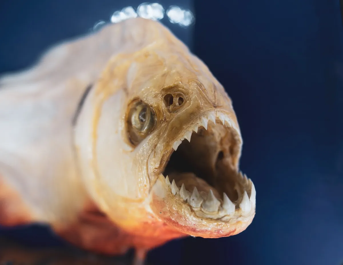 Young Angler Shocked to Catch a Piranha in Pennsylvania Lake