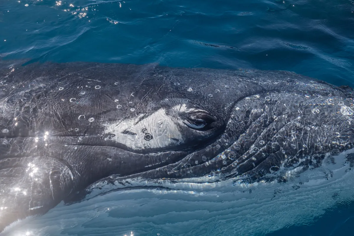 WATCH: Massive Whale Lunges for Fish Right Next to Small Boat