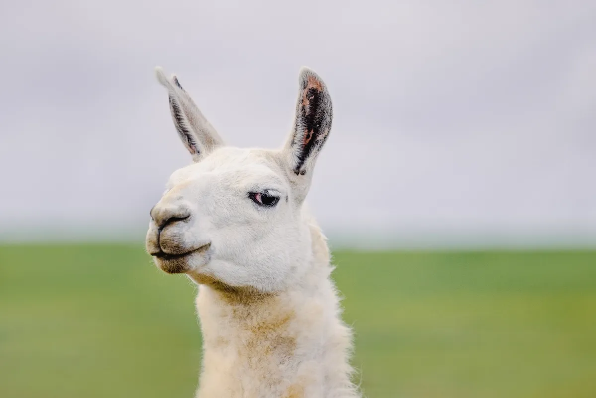 Random Llama Strolls Around California Preserve (Video)
