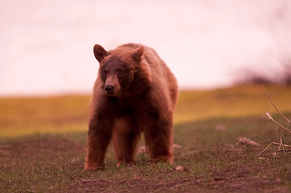 Yosemite Visitors Stoked to See a Bear (Hear Their Reaction)
