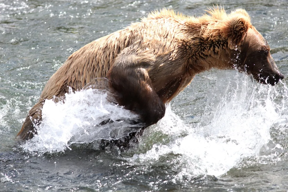 This Brown Bear’s Fishing Method Is Downright Hilarious (Video)