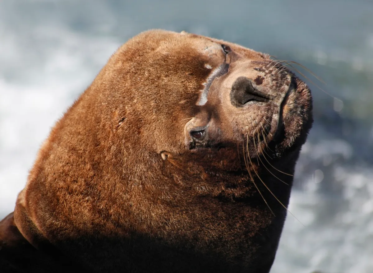 Massive Sea Lion Boards Docked Fishing Boat, Steals Bait Box