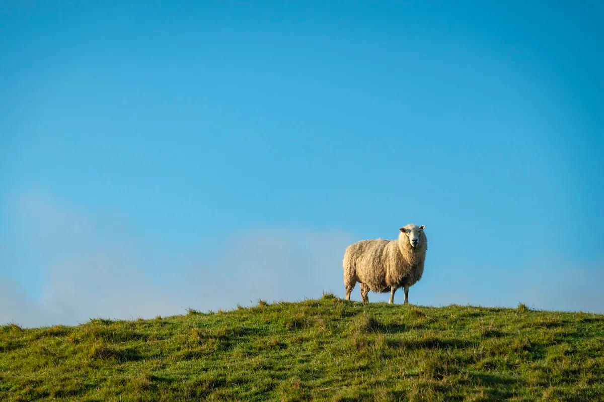 WATCH: Bizarre Goose vs. Sheep Battle in New Zealand