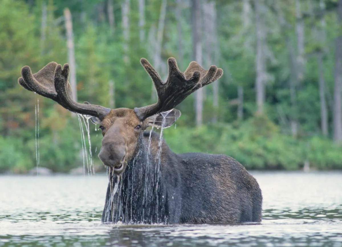 Moose Visits Pond for a Swim at Utah Resort (Video)
