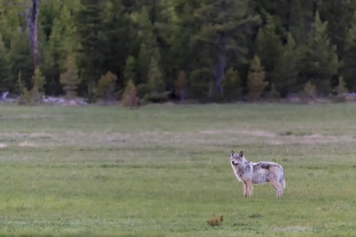 WATCH: Wolf Follows Man at Yellowstone National Park
