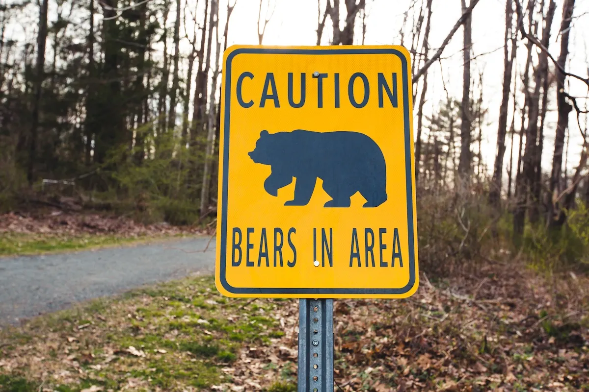 There Were Four Bear Attacks in Colorado Last Week