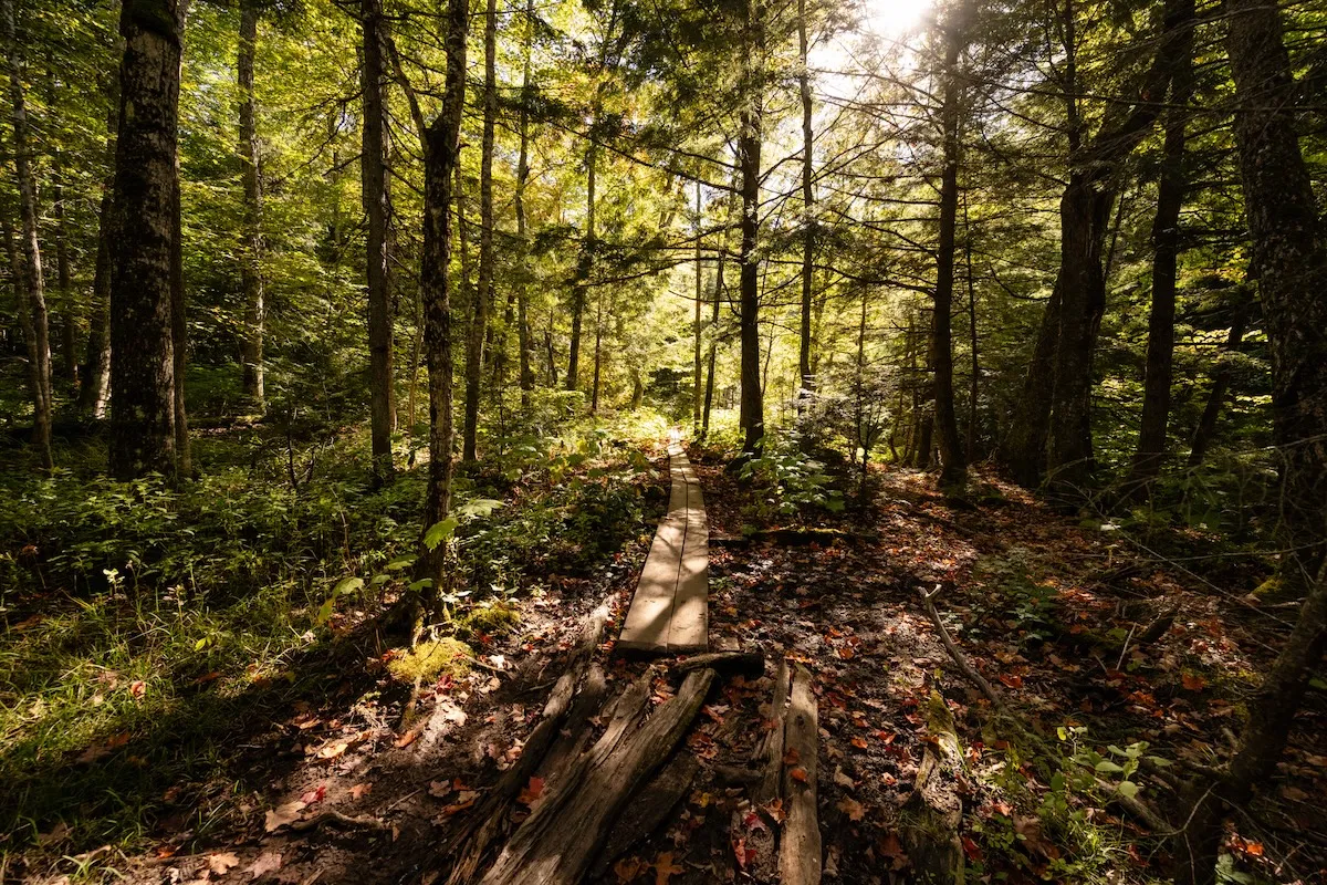 Name That Creature: Hikers Share Trail With Mystery Animal