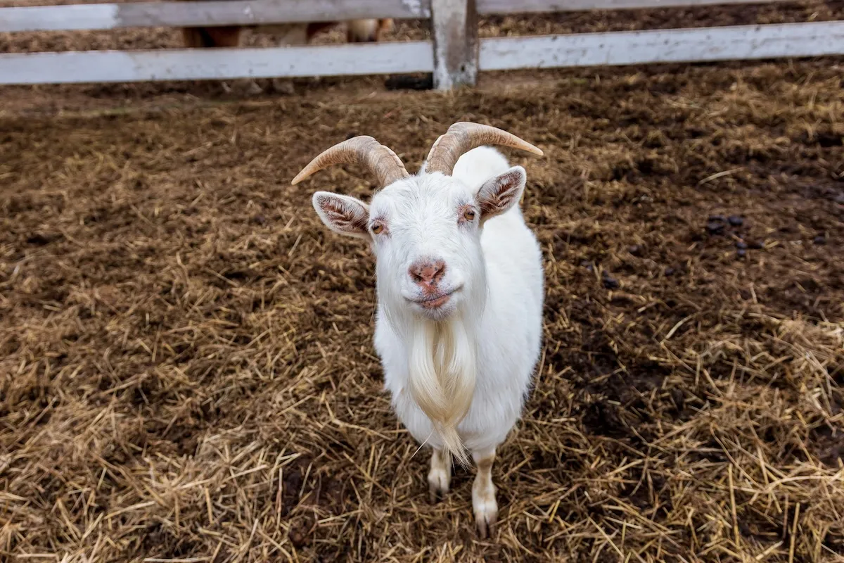 WATCH: Goats Hop on City Bus in Hilarious Viral Video