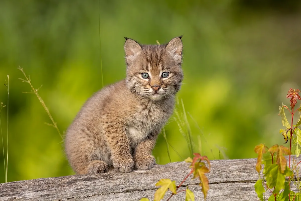 WATCH: Baby Bobcats Play With a Snake in Front of Trail Cam