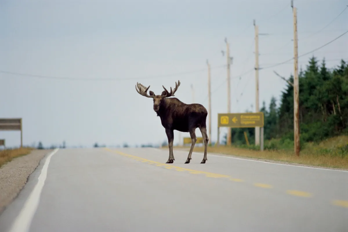 Viral Video: Massive Moose Shows Who’s Boss on Alaska Highway