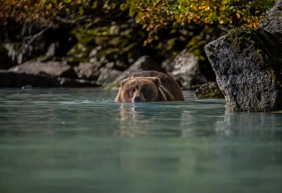 Large Brown Bear Demonstrates How It Got So Big (Video)