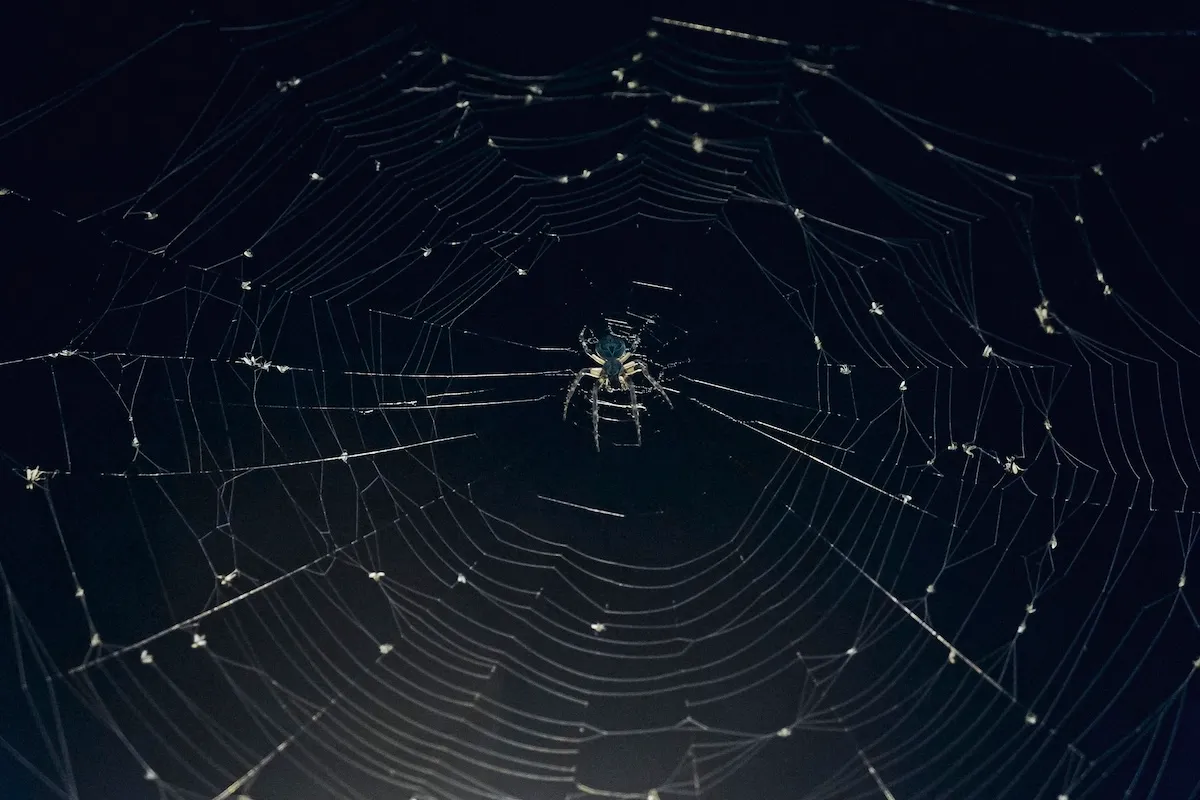 Woman Hospitalized From Spider Bites She Got While Camping