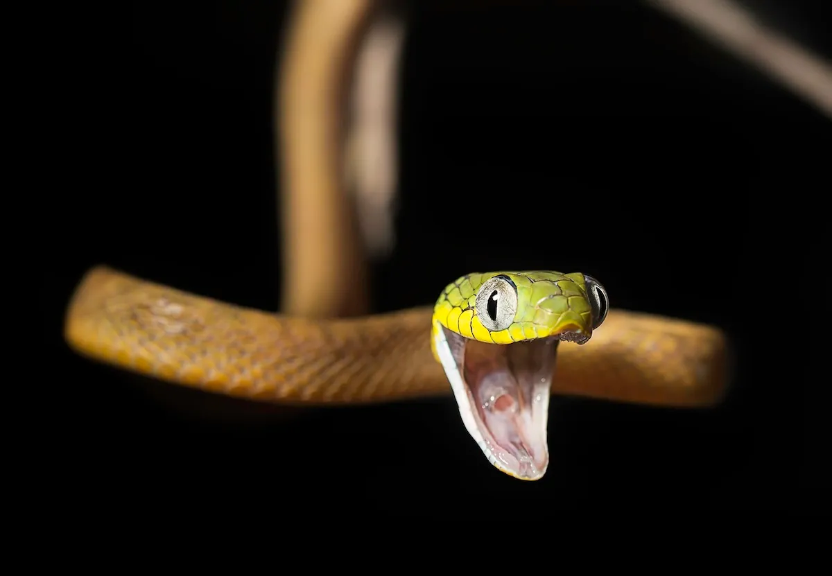 Snake ‘Jump Scares’ Rock Climber in Malaysia (Video)