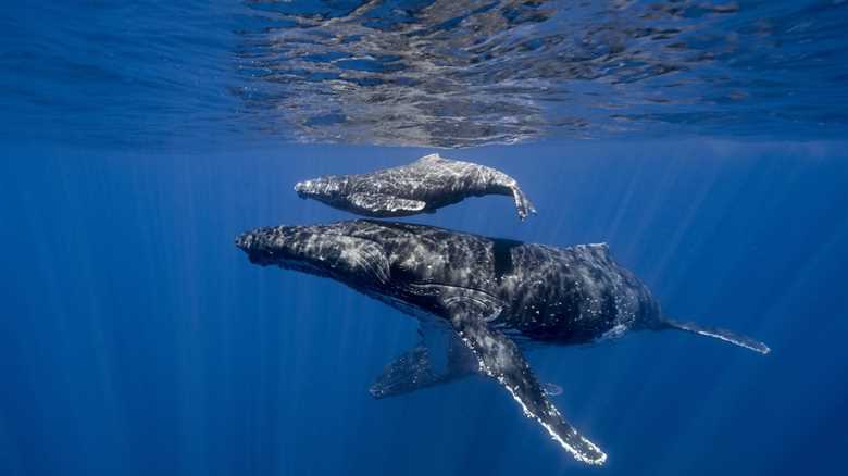 Incredible, Rare Footage: Drone Pilot Films Humpback Whale Birth