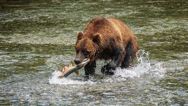 Viral Video: Grizzly Bear Photobombs Fisherman in Alaska