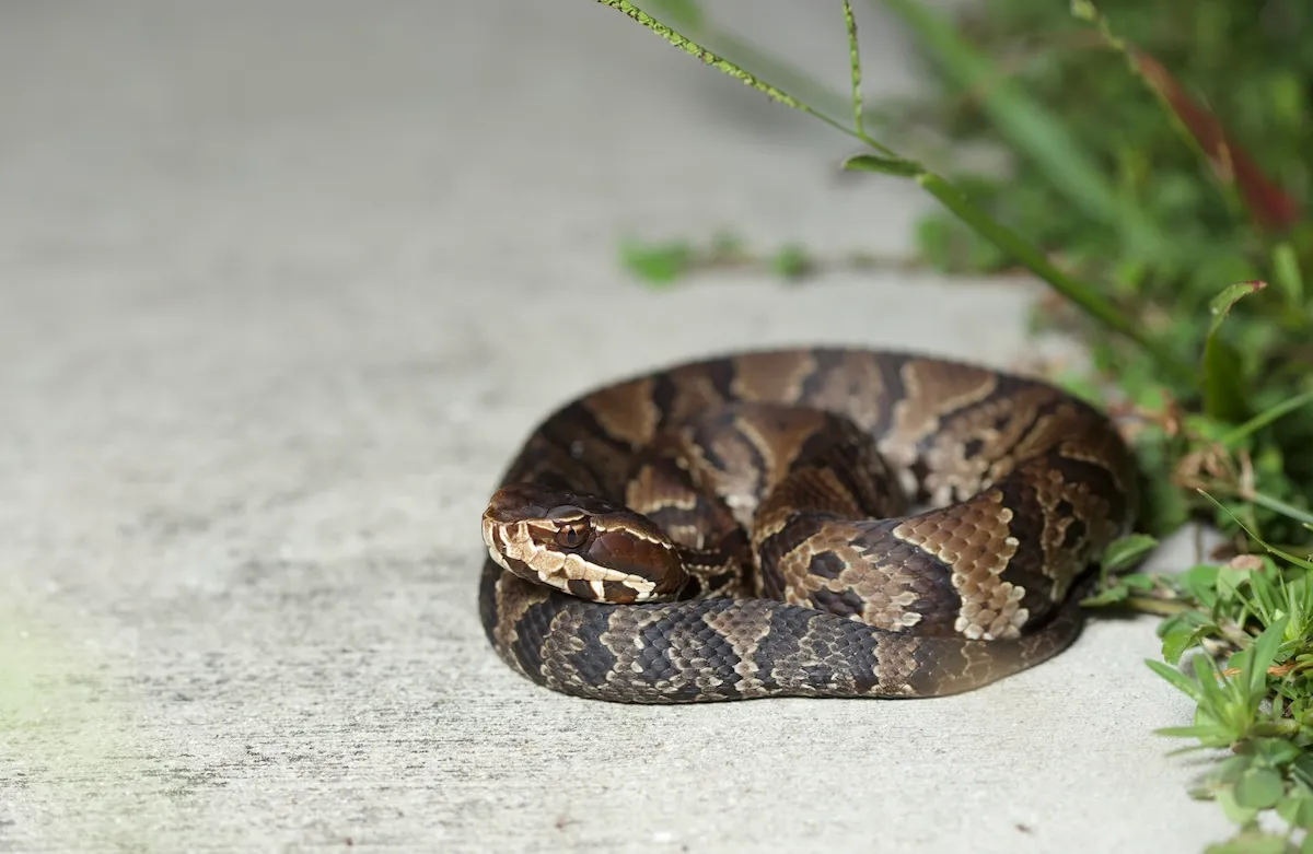 High School Student Finds Venomous Snake in Football Helmet