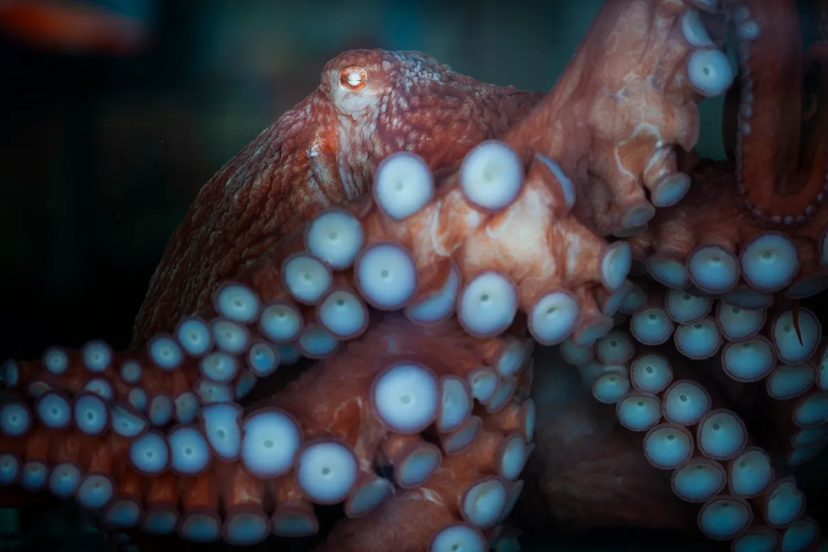 WATCH: Fisherman Struggles to Remove Octopus From His Face