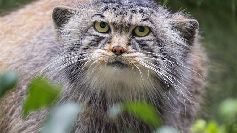 Caught on Trail Cam: Rare Footage of a Wild Pallas’s Cat
