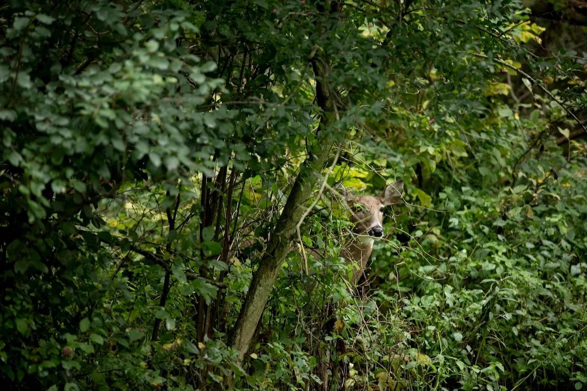 Can You Find the Hidden Deer Peeking at You in This Photo?