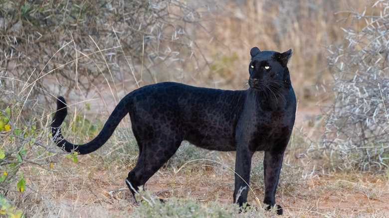 Trail Cam Captures Footage of Rare Black Leopard in Nepal