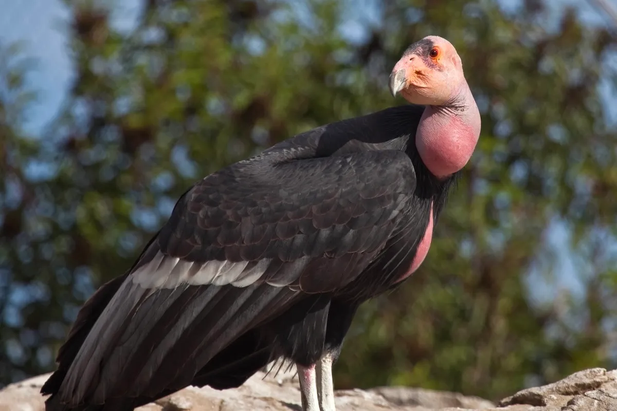 Endangered California Condors Photo Bomb Remote Camera