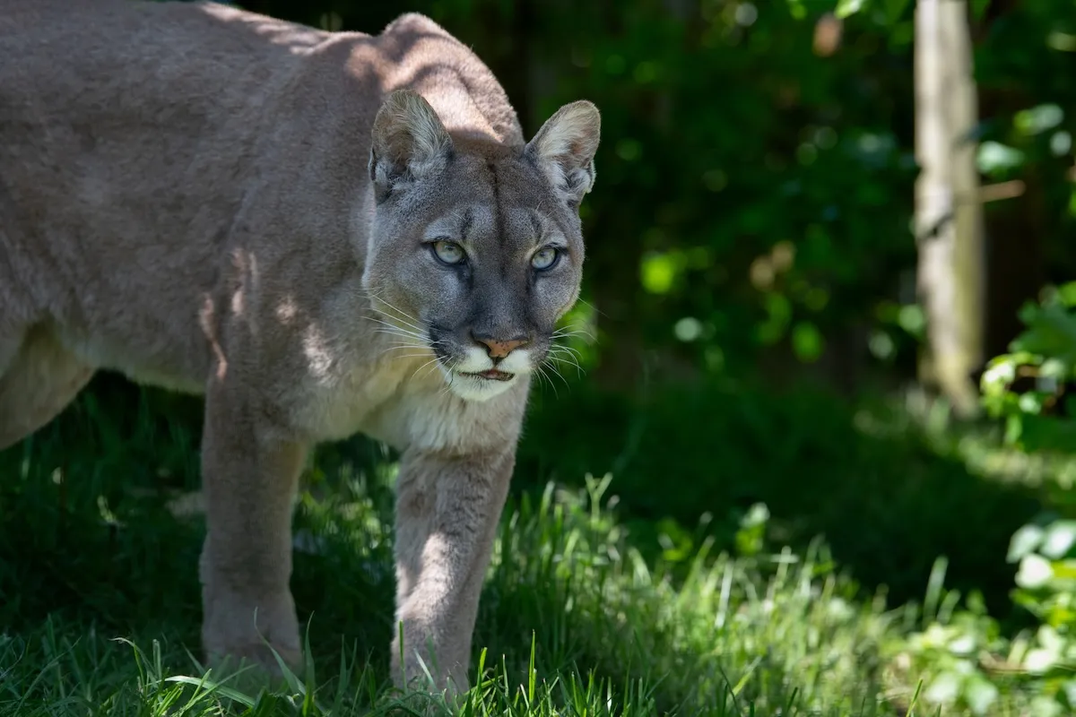 Hiking PSA: Not All Chirps Are Birds (Could Be a Mountain Lion)