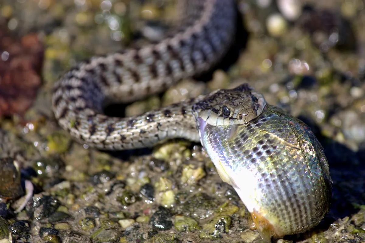 ‘Thankssss!’: Sneaky Snake Steals Fish from Angler (Video)