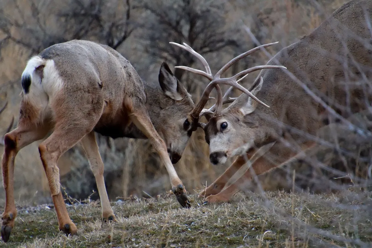 WATCH: Bear Breaks up Mule Deer Fight in Sequoia National Park