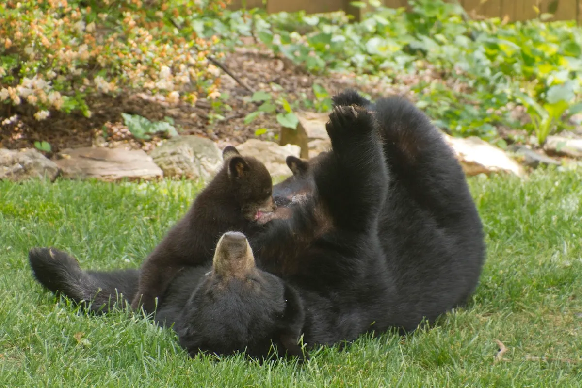 WATCH: Momma Bear Nurses Cub While Sitting in a Porch Chair
