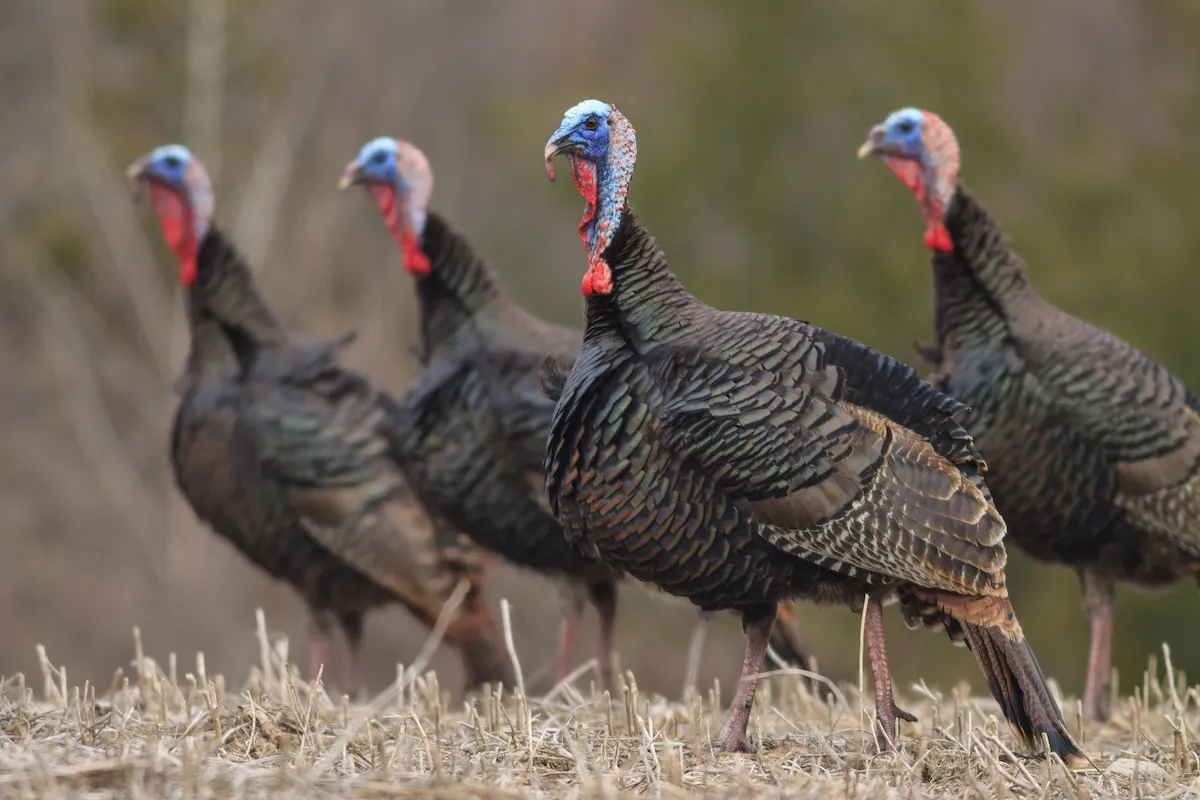 WATCH: Wild Turkeys Have Weird Vendetta Against Postal Worker