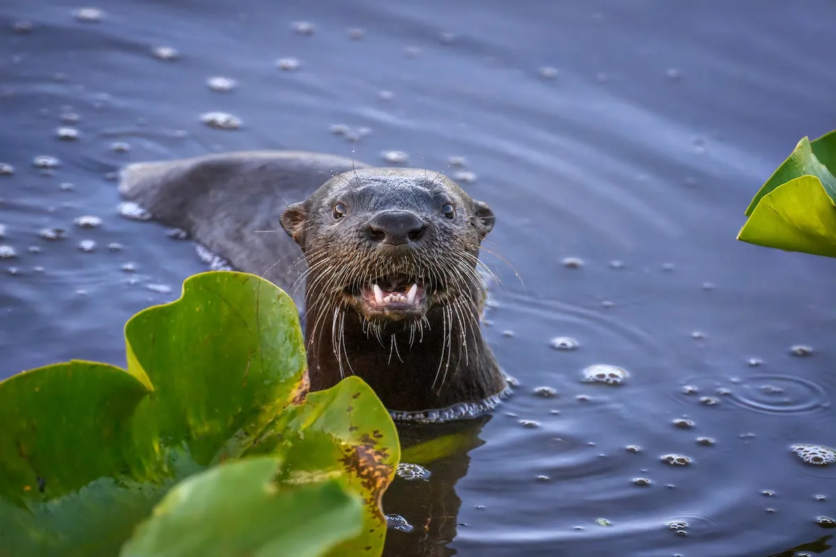 otter attack lake tahoe