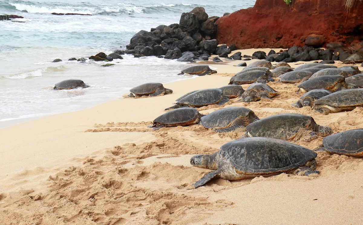 sea turtle rush hour