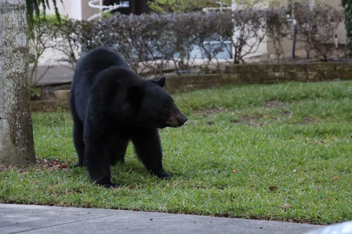 black bear yard missouri