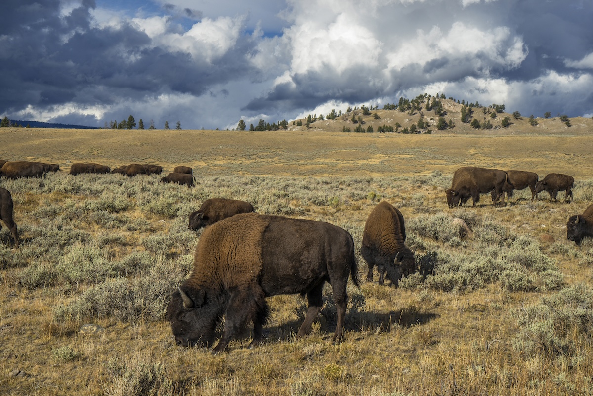 bison yellowstone campsite