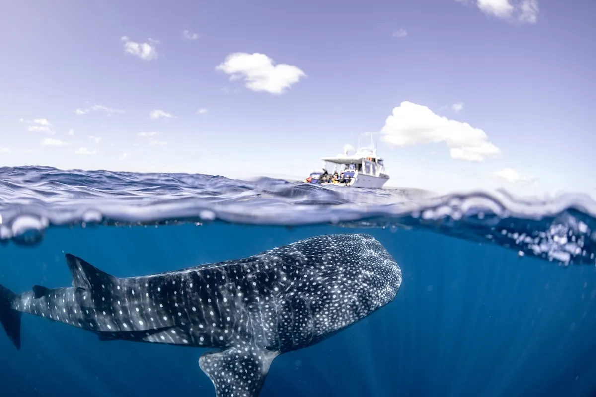 whale shark california