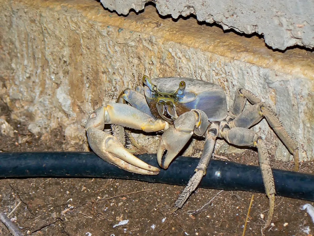 crab florida knife