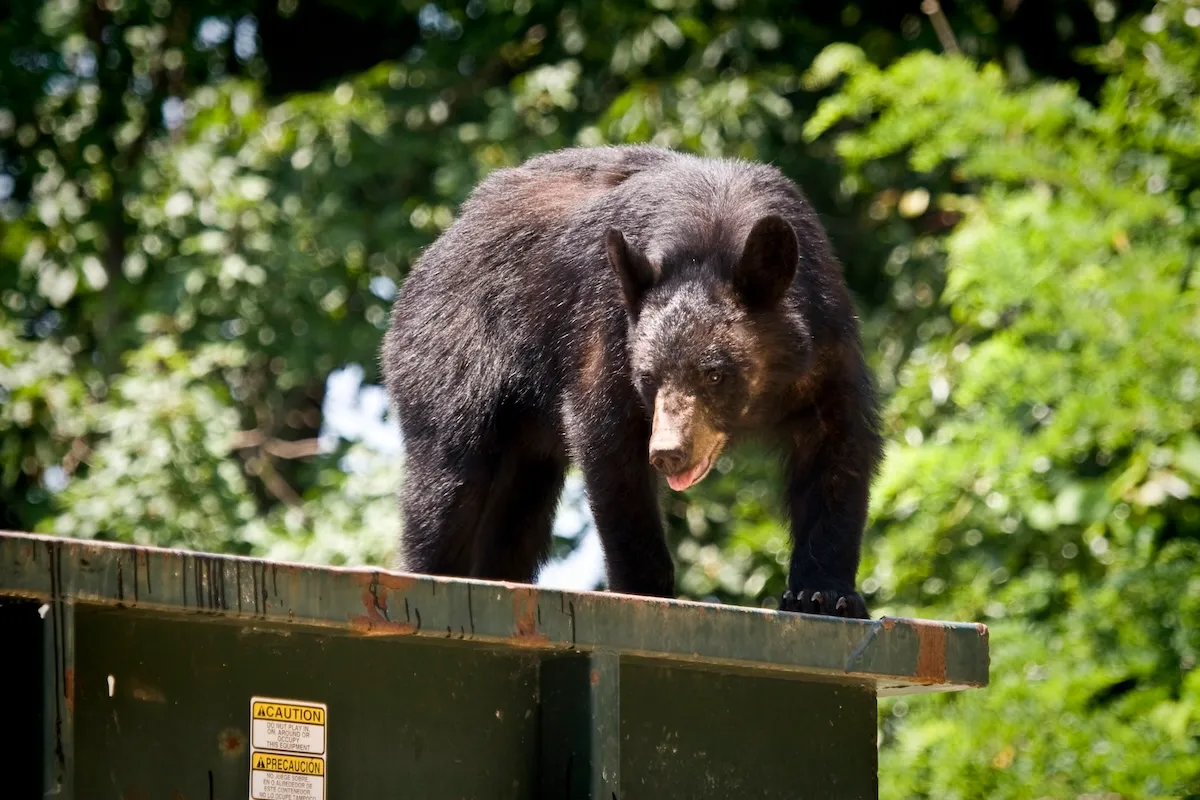 Black Bear Rides on Trash Truck After Getting Dumped (Video)