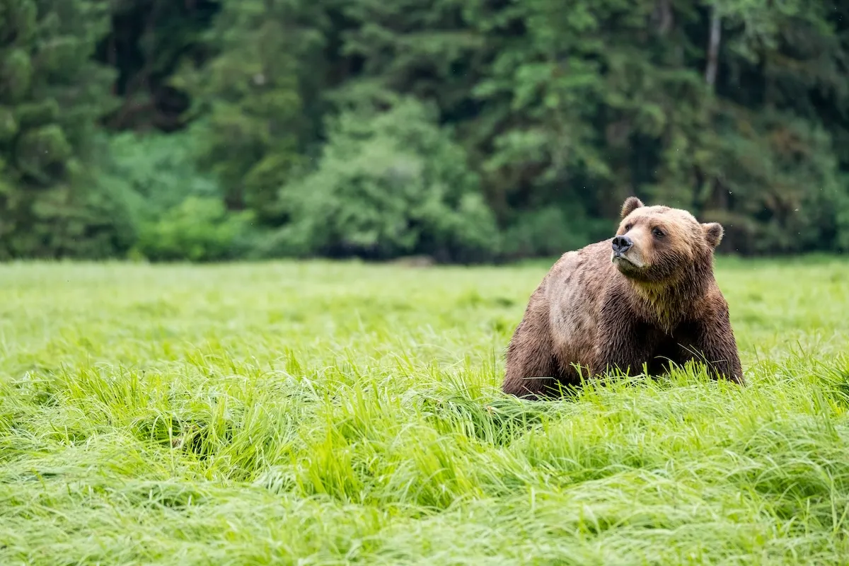wakes up grizzly bears