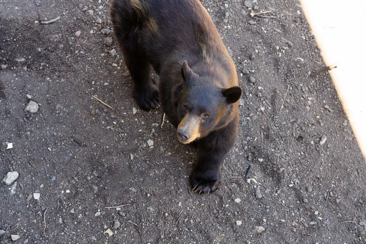 black bear backyard