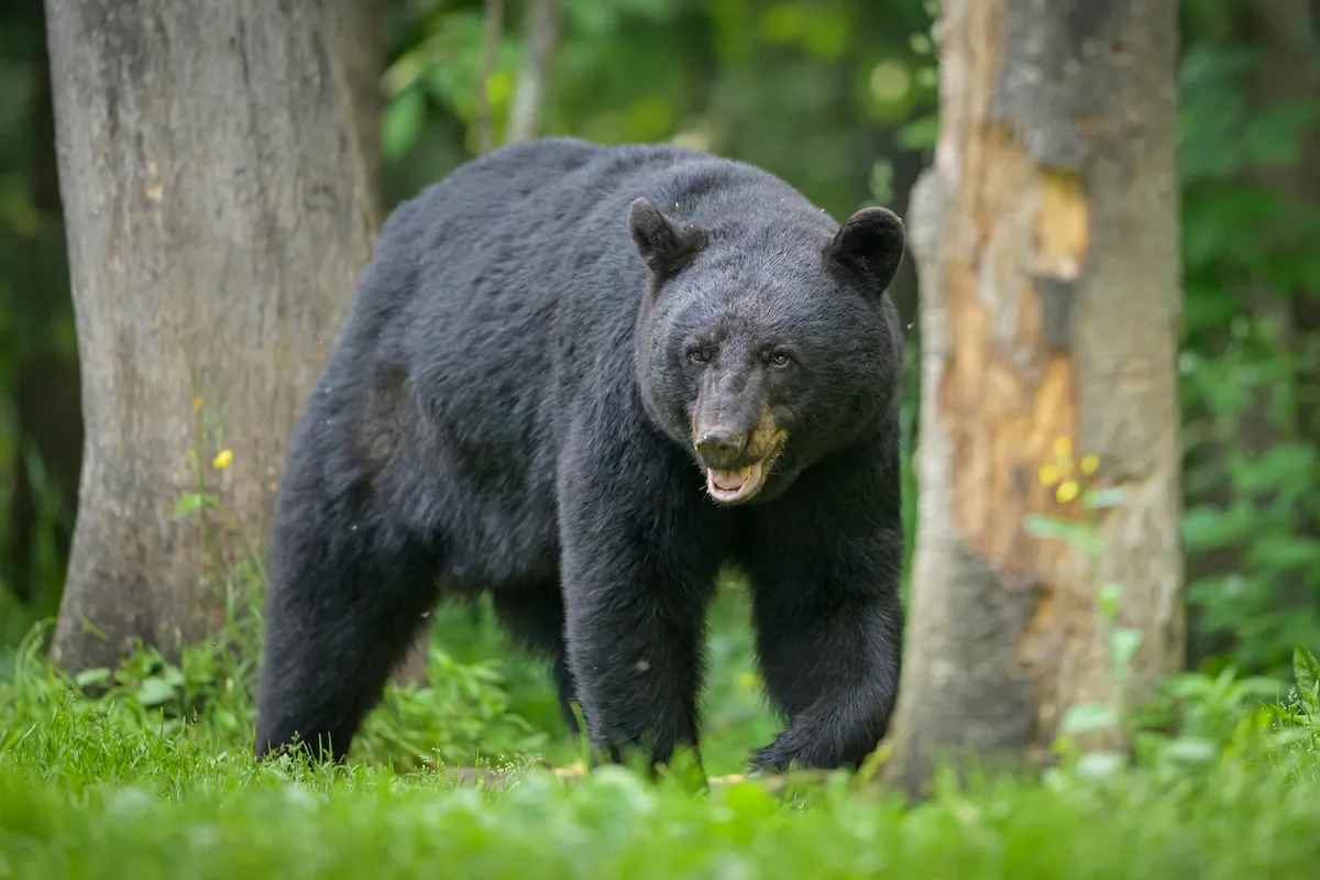 black bear child