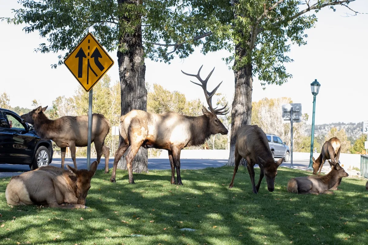 elk smashes window
