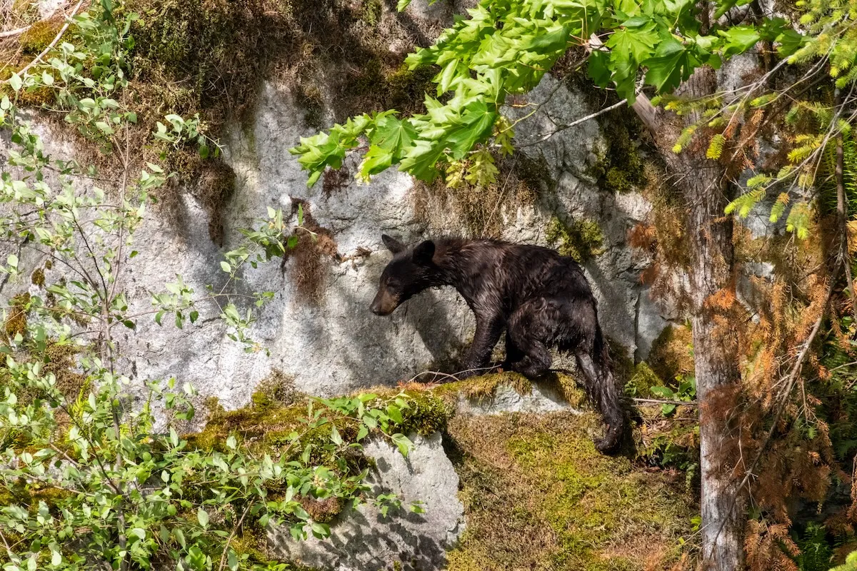 bear poop cliff