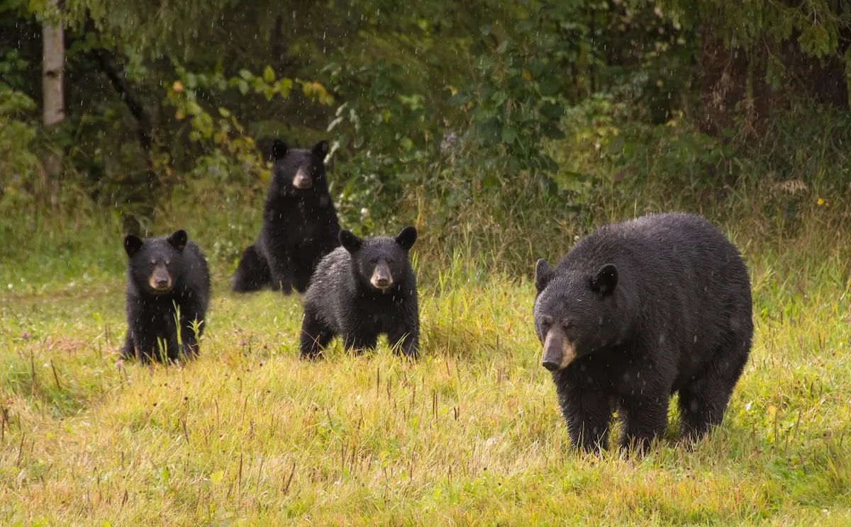 Bear Jump Scare: Bear Family Seems Tame Until This Happens