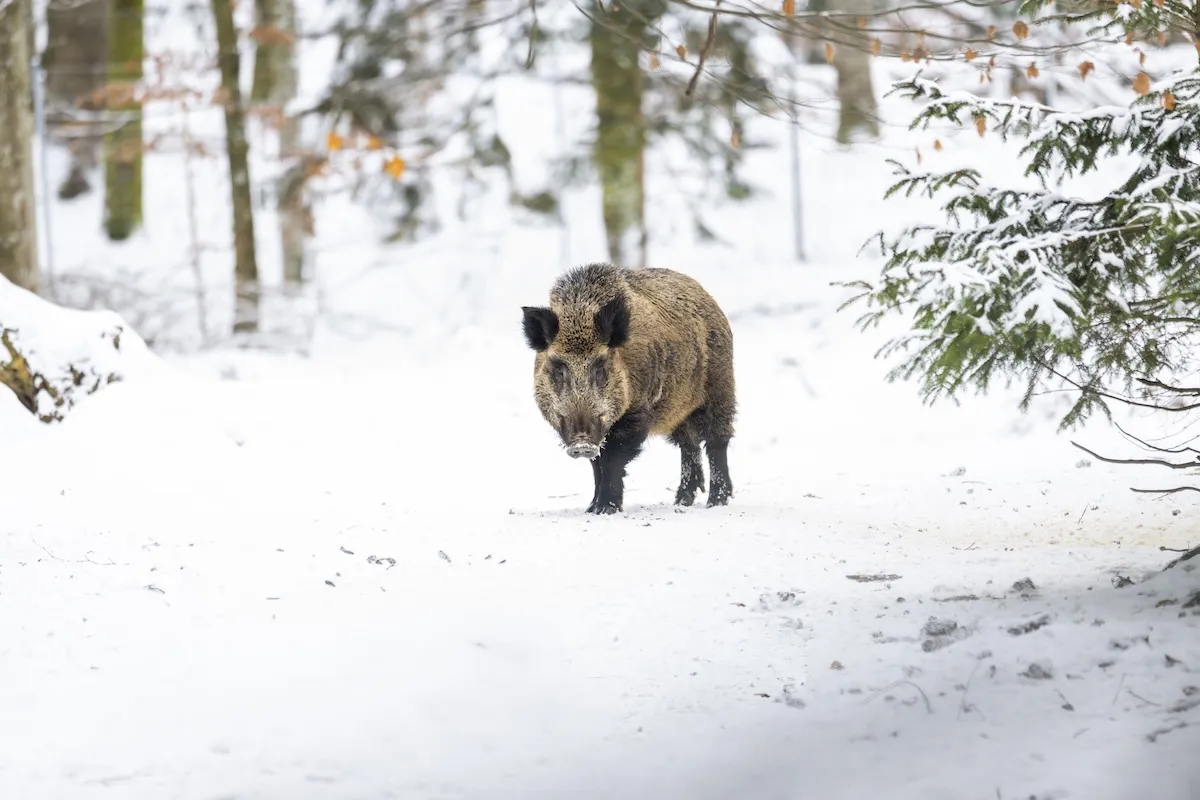 Wild Boar Attacks Snowboarders in Japan (Video)